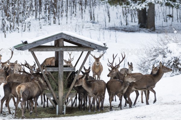 Red deer (Cervus elaphus) at feeding trough, game feeding in winter with snow, Upper Bavaria,