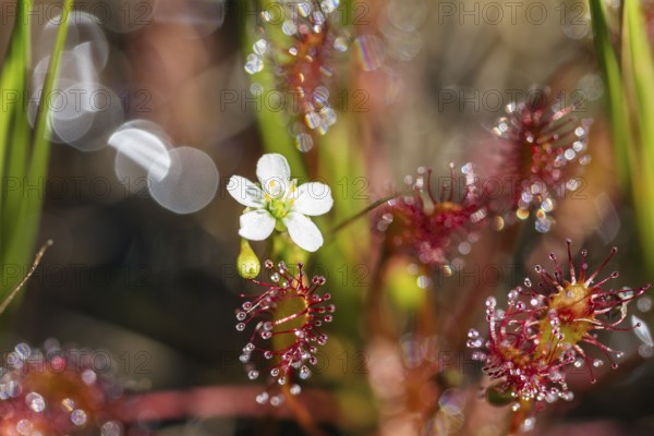 Oblong-leaved sundew (Drosera intermedia), flowers and leaves with adhesive glands, bog, raised