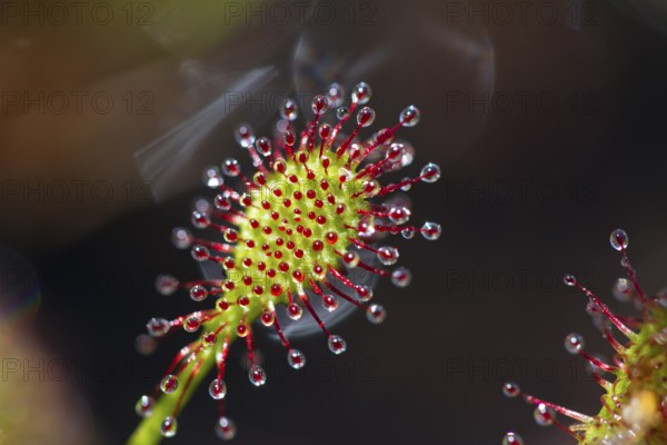 Oblong-leaved sundew (Drosera intermedia), leaves with adhesive glands, bog, raised bog, Upper