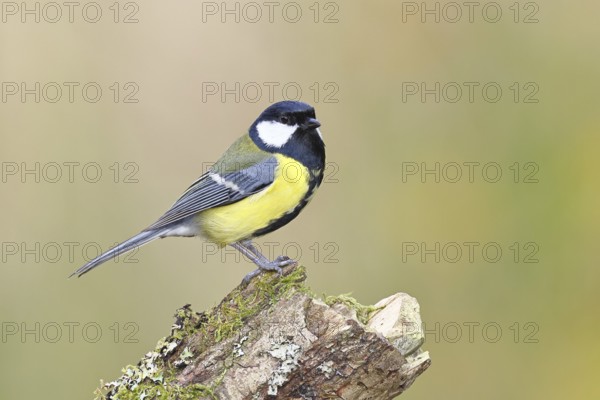 Great tit (Parus major) sitting on moss-covered dead wood, side view, Wilnsdorf, North