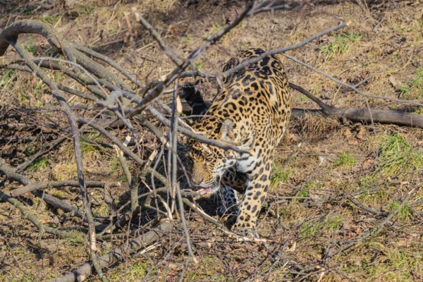 An adult jaguar (Panthera onca) runs across a dry meadow on a sunny day, with rotting trees lying