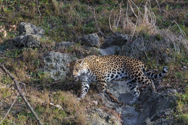 An adult jaguar (Panthera onca) runs across a green meadow in hilly terrain on a sunny day. Captive