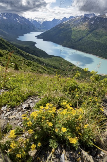 Yellow flowers, view of blue lake and mountains on Twin Peaks Trail, Eklutna Lake, Chugach