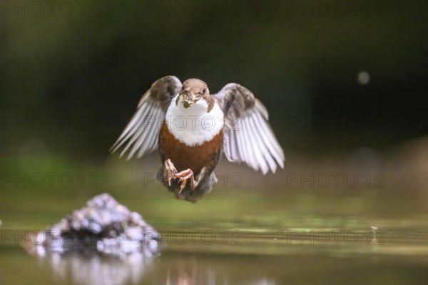 Flying dipper (Cinclus cinclus) over water with prey in its beak, Osnabrücker Land, Lower Saxony,