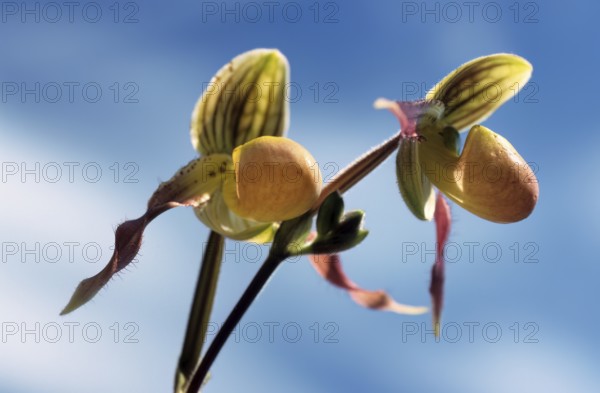 Lady's shoe orchid, Paphiopedilum philippinense, blossom, two orchid flowers against a blue sky in