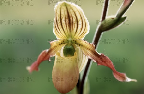 Lady's slipper orchid, Paphiopedilum philippinense, flower, detailed close-up of a single orchid