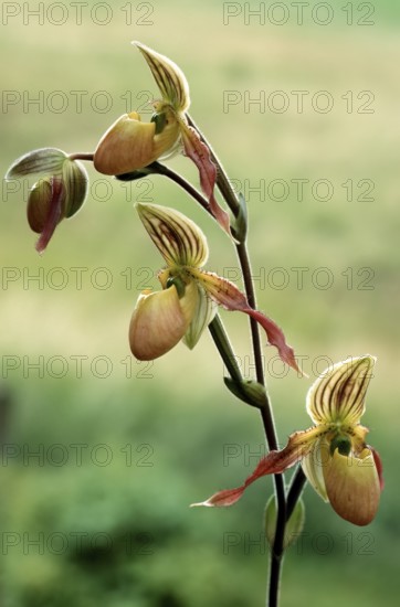 Lady's slipper orchid, Paphiopedilum philippinense, flower, close-up of a multi-flowered orchid
