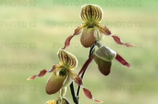 Lady's shoe orchid, Paphiopedilum philippinense, blossom, Two elegant orchid flowers with brown and