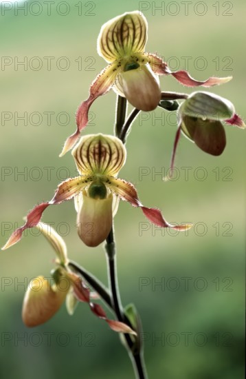 Lady's slipper orchid, Paphiopedilum philippinense, flower, close-up of an exotic orchid with