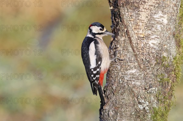 Great spotted woodpecker (Dendrocopus major), male, foraging on the trunk of a common birch (Betula