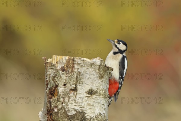 Great spotted woodpecker (Dendrocopus major), female, foraging on the trunk of a common birch