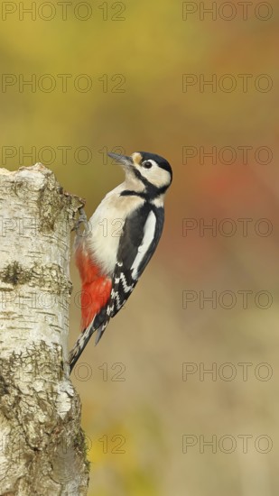 Great spotted woodpecker (Dendrocopus major), female, foraging on the trunk of a common birch