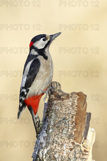 Great spotted woodpecker (Dendrocopus major), male, foraging on dead wood of a common birch (Betula