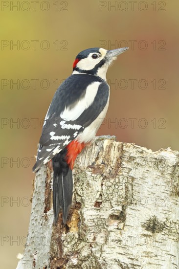 Great spotted woodpecker (Dendrocopus major), male, foraging on the trunk of a common birch (Betula
