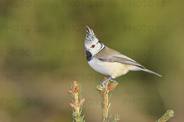 Crested Tit (Lophophanes scalloped ribbonfish), sitting on the top of a young spruce, European