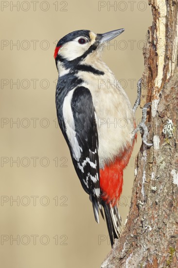 Great spotted woodpecker (Dendrocopos major), male, foraging on a rotten tree trunk in the forest,