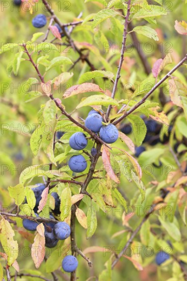 Blackthorn (Prunus spinosa), branch with ripe fruit, autumn, Wilnsdorf, North Rhine-Westphalia,