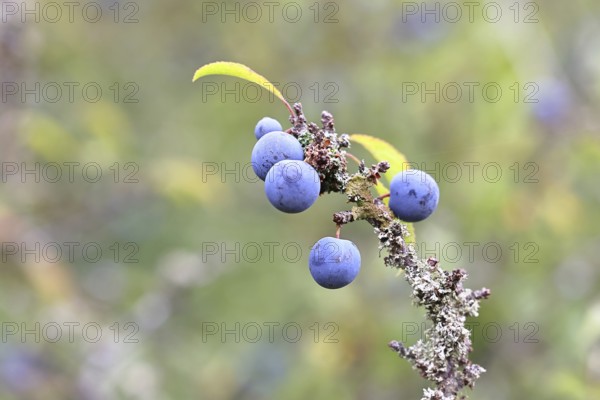 Blackthorn (Prunus spinosa), branch with ripe fruit, autumn, Wilnsdorf, North Rhine-Westphalia,