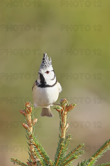 Crested Tit (Lophophanes scalloped ribbonfish), sitting on the top of a young spruce, European