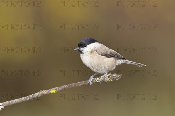 Marsh tit (Parus palustris) sitting on a branch, autumn leaves in the background, autumn,