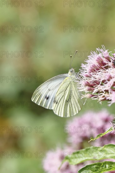 A Cabbage butterfly (Pieris brassicae) sucking nectar on the flower of a Hemp agrimony