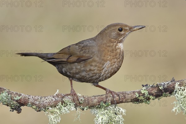 Blackbird (Turdus merula), female, sitting on a lichen-covered branch in the forest, Wilnsdorf,