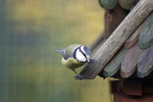 Blue tit (Cyanistes caeruleus), bird house, coloured, bird feeding, Germany, The cute blue tit is