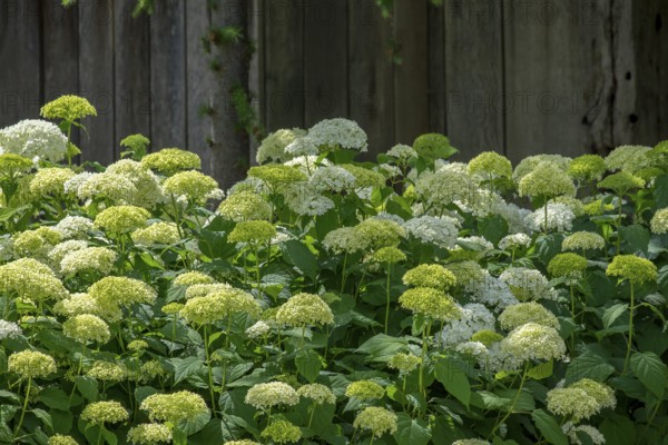 Lush hydrangeas in green and white in front of a wooden fence in the garden, North