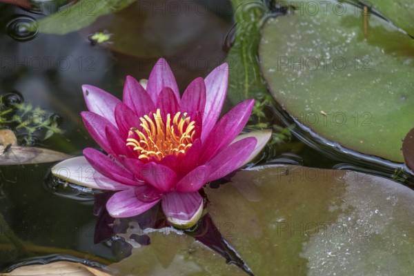 Pink water lily with yellow stamens floating on a calm pond with green leaves, (Nymphaea),
