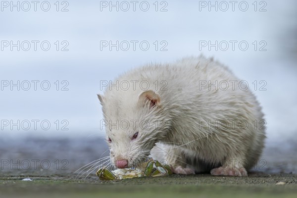 A mink (Neovison vison) with albinism has captured a shore crab, prey, hunting, success, albino,