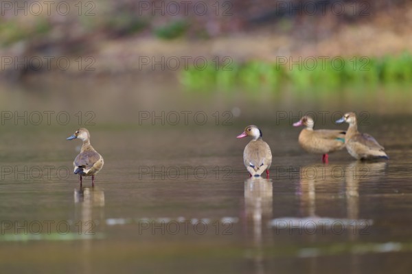 Four ducks resting on the shore of a lake, surrounded by natural tranquillity, Red-billed Whistling