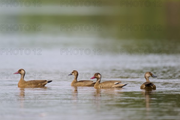 Three ducks swimming calmly on a lake surrounded by green nature, red-billed whistling duck, autumn