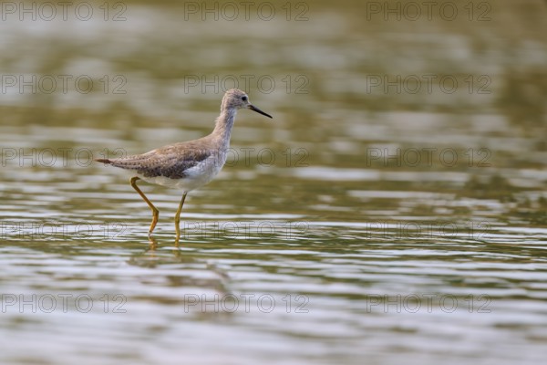 A bird moves in the water, the surface reflects its surroundings, Solitary sandpiper (Tringa