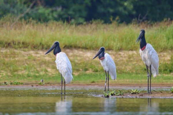 Three Jabirus standing on the bank of a calm water surrounded by green grass, Jabiru (Jabiru