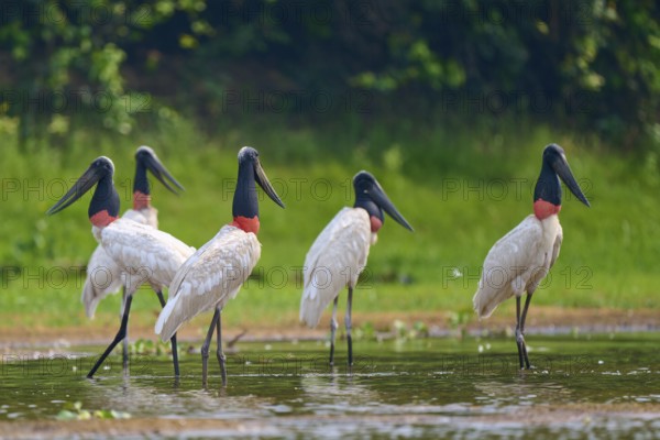 Five Jabirus standing in the water, their surroundings reflected in it, Jabiru (Jabiru mycteria),