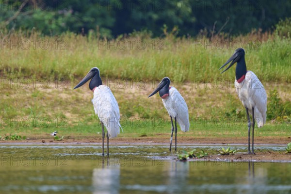 Three birds standing side by side at the edge of a natural body of water, Jabiru (Jabiru mycteria),