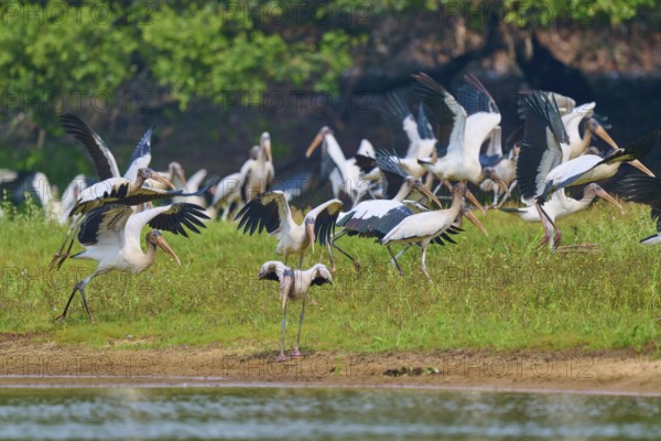 A dynamic scene with many storks moving along the shore, wood stork (Mycteria americana), Rio