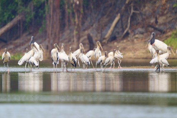 Group of storks standing on the riverbank in a lush landscape, wood stork (Mycteria americana), Rio