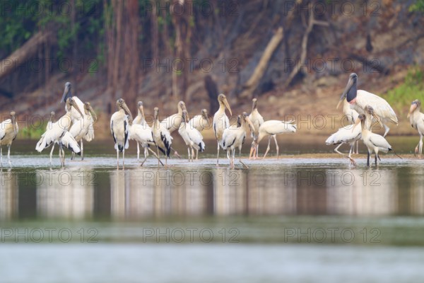 Storks on a river bank, surrounded by dense vegetation, wood stork (Mycteria americana), Rio Negro,