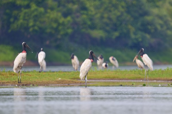 Several birds standing on the bank of a river, surrounded by green trees, Jabiru (Jabiru mycteria),