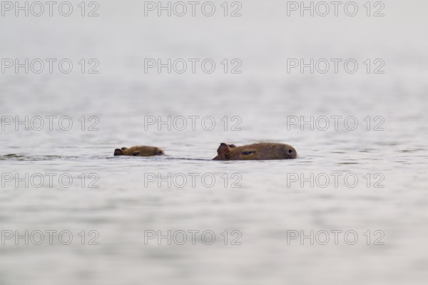 Two Capybara mother and young swimming in the water, the atmosphere is calm and peaceful, Capybara,