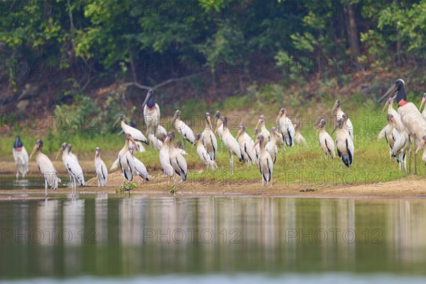 Storks gather at the edge of a body of water in a tranquil landscape, Wood Stork (Mycteria