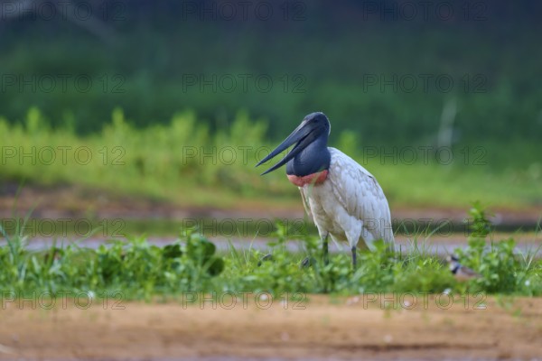 A bird sitting upright on green grass at the edge of a body of water, Jabiru (Jabiru mycteria), Rio