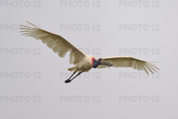 A large bird with outstretched wings flies in the grey sky, Jabiru (Jabiru mycteria), Rio Negro,