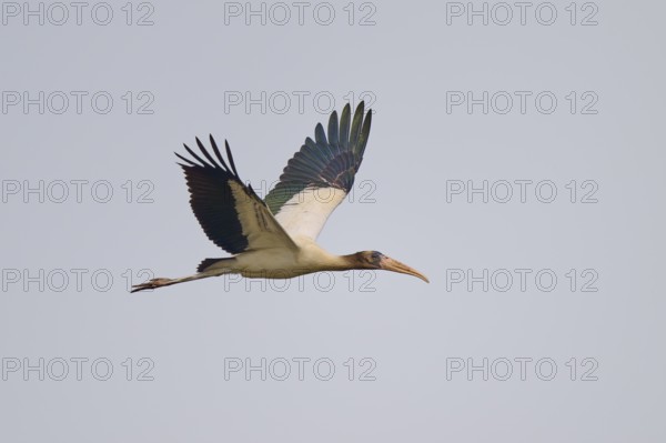 A stork in flight against a clear sky, spreading its wings, Wood Stork (Mycteria americana), Rio