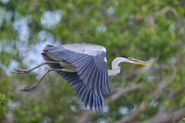 Heron soaring through the air, framed by lively greenery, Cocoi Heron (Ardea cocoi), Rio Negro,