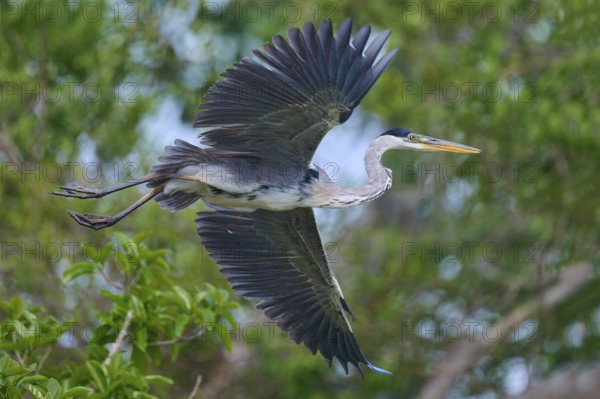 Hovering heron in impressive pose over green foliage, Cocoi heron (Ardea cocoi), Rio Negro,