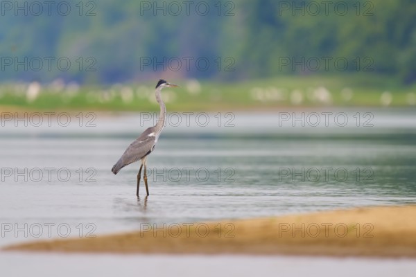 Heron standing in still water, surrounded by natural beauty, Cocoi Heron (Ardea cocoi), Rio Negro,