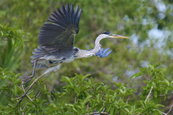 A heron in majestic flight, surrounded by dense greenery, Cocoi Heron (Ardea cocoi), Rio Negro,
