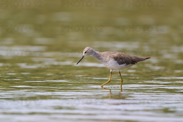 A bird stands in shallow water surrounded by a natural environment, Solitary sandpiper (Tringa